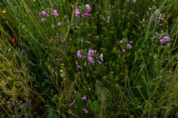 Lila Blümchen auf einer Blumenwiese