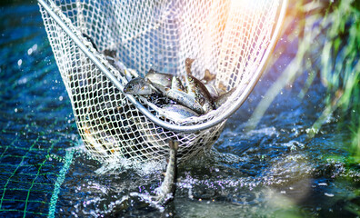Trouts fishing with coopnet. Fish caught in a fishing net - obrazy, fototapety, plakaty