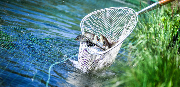 Caught Fish Greenblue Fishing Net Stock Photo 1110961118