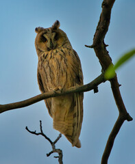 Obraz premium Wild owl on the tree in my garden
