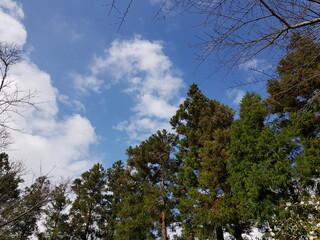 sky and trees