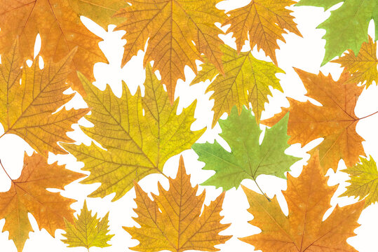Ojas de oto&ntilde;o