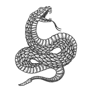 Illustration of poisonous snake in engraving style. Design element for logo, label, sign, poster, t shirt. Vector illustration
