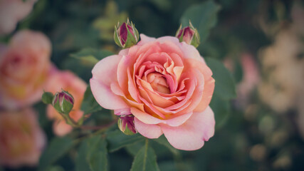 Rose in vintage style.Pink flower close up