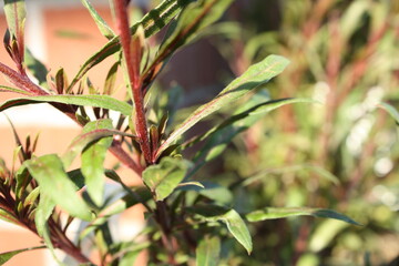 green stem