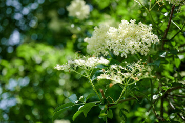 Blooming elderflower Sambucus nigra in nature, copy space