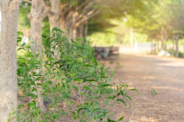 Green leafy trees arranged in a park in rows and with orange sun light