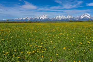 Dandelions Go The Distance - A field of dandelions seem to stretch to the Grand Tetons Mountains range. Grand Teton National Park. Wyoming.