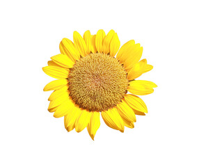 Fototapeta premium Bloom Sunflower isolated on white background.