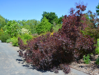 Tree in garden in spring season in Quebec Canada