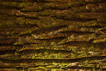 Tronco de Jacareuba_ Calophyllum brasiliense