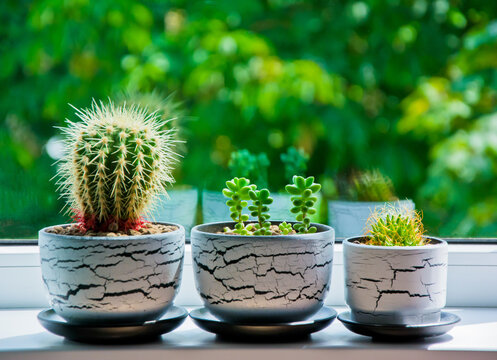 two pots with cacti of different sizes and a pot with three succulents on the windowsill of the window with a green vegetable background and reflection of plants