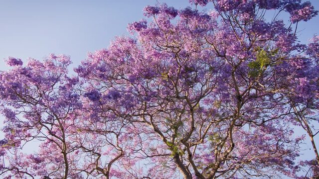Panning wide shot of a Jacaranda tree in bloom