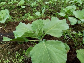 Young cabbage plant on the field Cabbage is a leafy green, red (purple), or white (pale green) biennial plant grown as an annual vegetable crop for its dense-leaved heads.