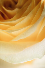 layers of rose petals 