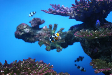 Naklejka na ściany i meble Clownfish and coral reefs in the sea.