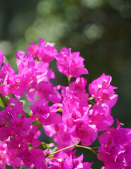 Fototapeta na wymiar pink small flowers. background