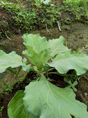 Fototapeta premium Young cabbage plant on the field Cabbage is a leafy green, red (purple), or white (pale green) biennial plant grown as an annual vegetable crop for its dense-leaved heads.