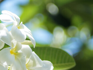 Tropical Spa-The Frangipani Flower. Plumeria. Shallow DOF. background