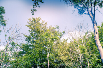 Sunlit Tree Canopy dappled with golden light and blue sky UK