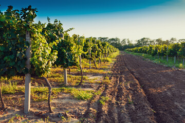Naklejka premium Summer vineyard at sunset