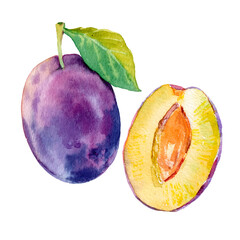 Vectorised watercolour ripe plum fruit illustration. Hand drawn plum. Fresh juicy fruit. Bright and fresh illustration. Watercolor floral botanical painting.