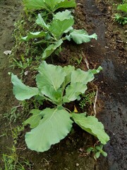 Young cabbage plant on the field Cabbage is a leafy green, red (purple), or white (pale green) biennial plant grown as an annual vegetable crop for its dense-leaved heads.