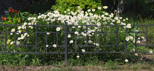 Flowering garden chamomiles at a low fence