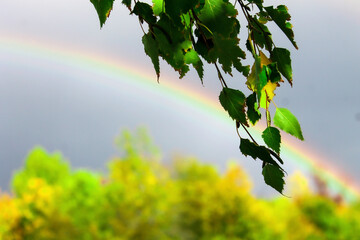 Birch tree green leaves closeup, rainbow on blue sky background