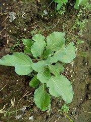 Young cabbage plant on the field Cabbage is a leafy green, red (purple), or white (pale green) biennial plant grown as an annual vegetable crop for its dense-leaved heads.