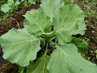 Young cabbage plant on the field Cabbage is a leafy green, red (purple), or white (pale green)...