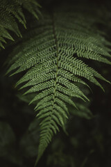 Beautiful fern leaves green foliage natural floral fern background 
