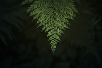 Fern leaves. Green foliage in jungle, nature background