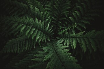 Beautyful ferns leaves green foliage natural floral fern background in sunlight glare of light on the leaves - obrazy, fototapety, plakaty