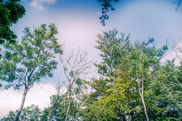 Sunlit Tree Canopy dappled with golden light and blue sky UK