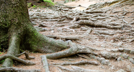 Trail in the forest made of bare tree roots. A lot of bare  tree roots on the way made net.