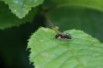 Black ant runs on a green leaf