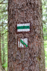 Naklejka premium Green tourist mark on a tree trunk. Walking path background. Tree trunk with signs for navigating in the forest. Guide sign made with paint.