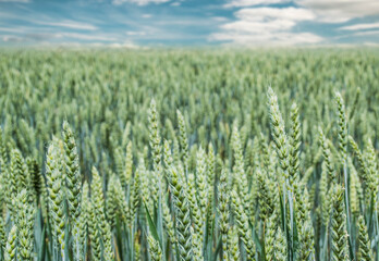 The young shoots of wheat in a field