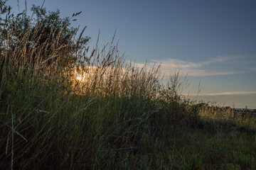 Fototapeta premium Gräser im Sommer