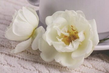 Obraz na płótnie Canvas white romantic natural flowers close up shot