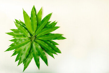Fototapeta na wymiar Fresh green mango leaf circular pattern image on white background. Space for text