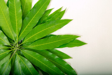 Circle of green mango leafs isolated on white background. Space for text