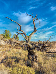 dead trees in the mountain of Beninar