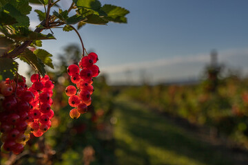 Johannisbeeren in der Abendsonne