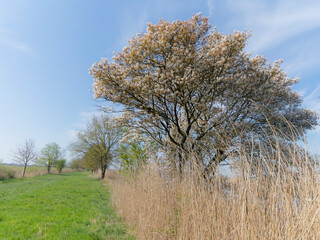 Trees on The Ankeveense plassen area,The Netherlands