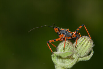  Chinche rojo (Large bedbug) sobre la flor cerrada.