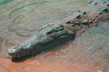 crocodile in the water