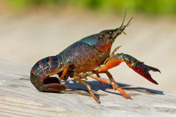 Cangrejo de río americano ( Procambarus clarkii), en posición de alerta sobre la madera.