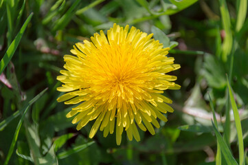 yellow dandelion flower